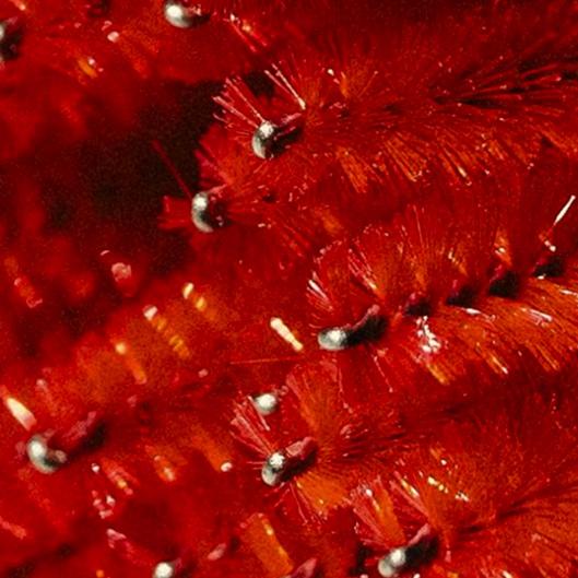 brow shape + tint bundle